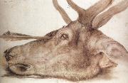 Albrecht Durer The Head of a stag Killed by an arrow France oil painting artist